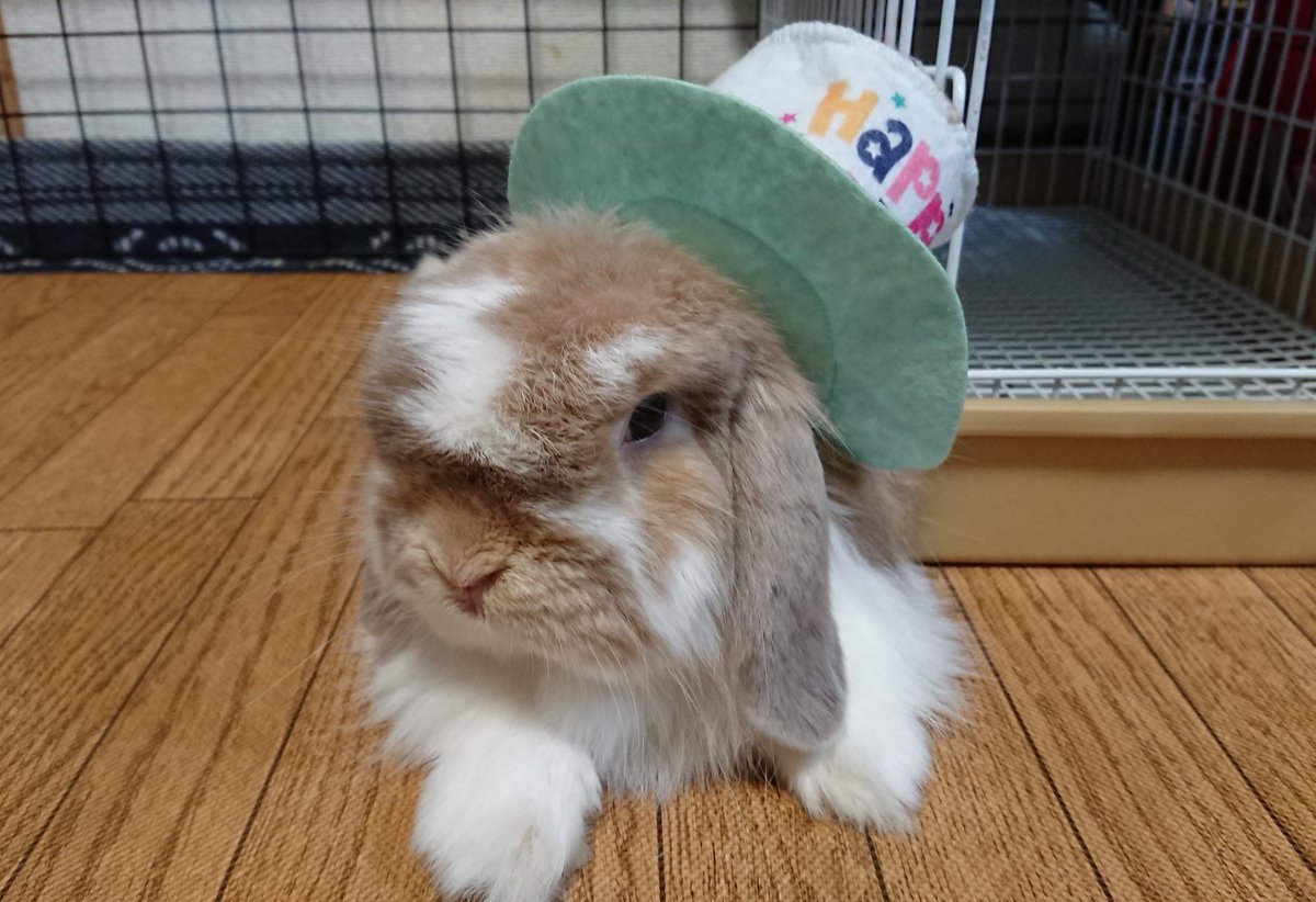 ルクちゃんママ tweet media