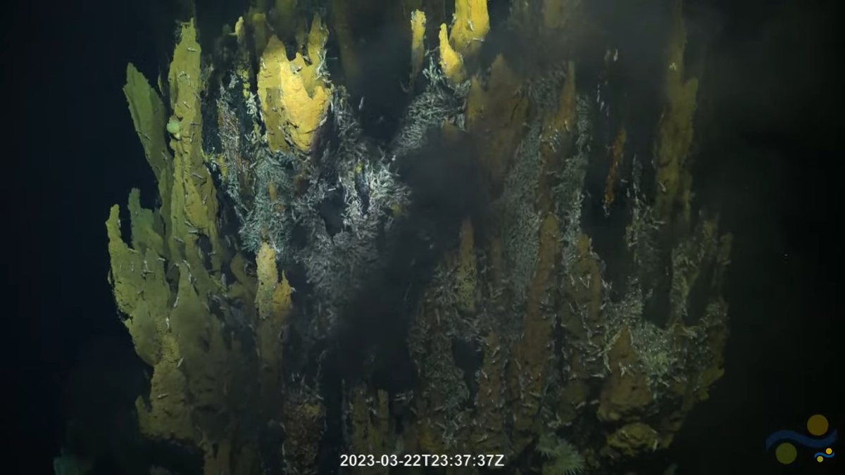 I missed the beginning part of the #FalkorToo dive today so I'm skimming back through the stream but whew this is some really breathtaking scenery