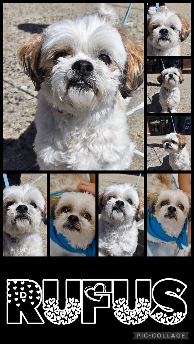 SCARNYorg's tweet photo. Say hello to Rufus! This senior sweetheart is looking for a nice loving home where he can enjoy his retirement in peace. Rufus is 13 years young, housebroken, and overall one of the sweetest dogs you’ll ever meet! https://t.co/U2HMzJROnx