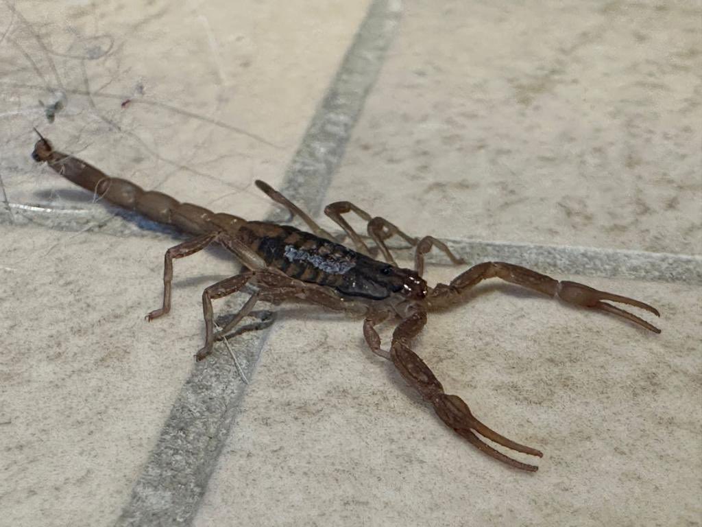 gabdeschamps's tweet photo. @Arachno_Cosas hola! Este alacrán es de importancia médica??? Que especie es?? Es en Querétaro! https://t.co/W9CnYYYTjD