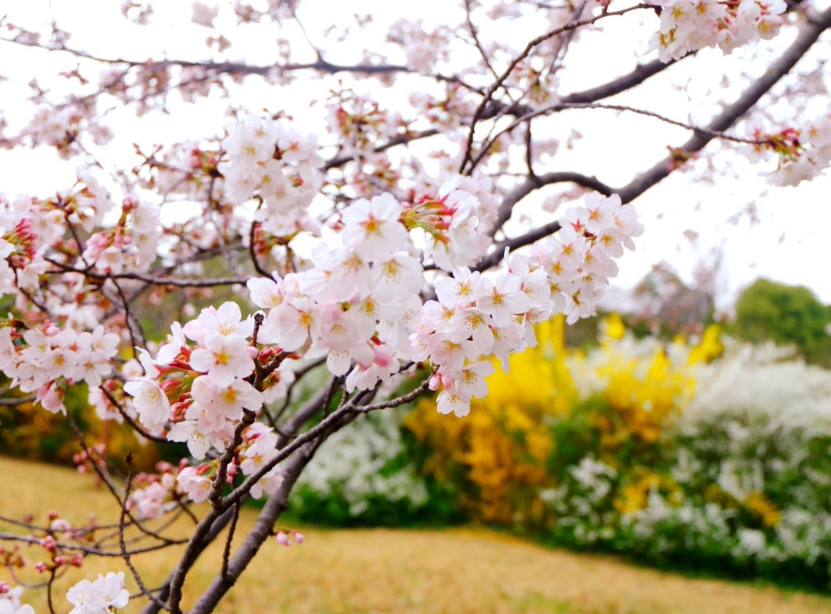 「雨だけど桜みてきました～春だ～ 」|細川真義 『スケバン刑事Pretend』３巻発売中のイラスト