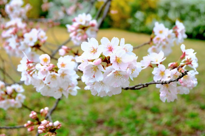 雨だけど桜みてきました～春だ～ 