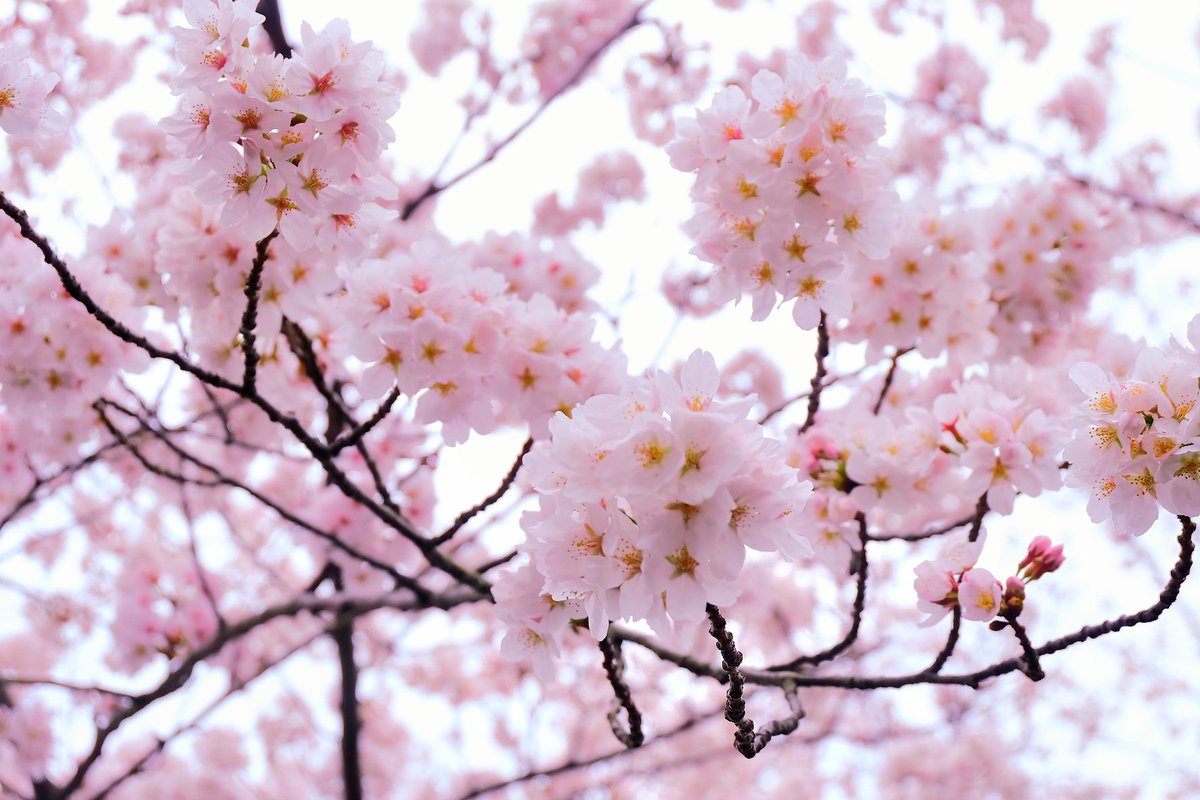 「雨だけど桜みてきました～春だ～ 」|細川真義 『スケバン刑事Pretend』３巻発売中のイラスト