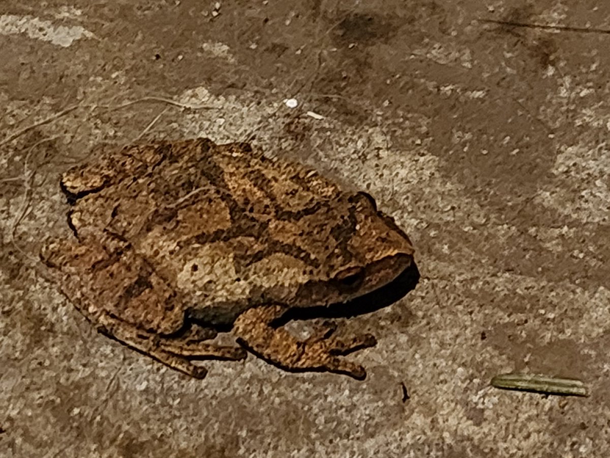 JPLawrencePhoto's tweet image. Little makes me happier this time of year than being greeted at the door by these guys

#SpringPeeper #Frog #GoToHellWinter