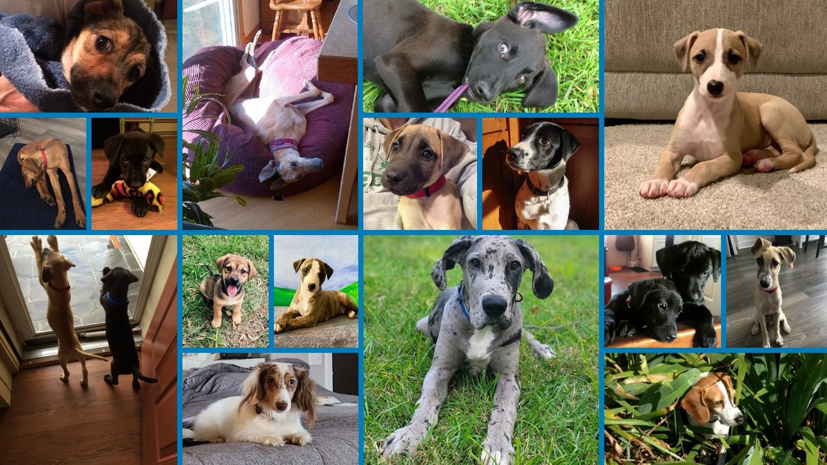 We 🫶 dogs of ALL ages, but today we celebrate just a few of the many puppies of CVM! 🐶#NationalPuppyDay