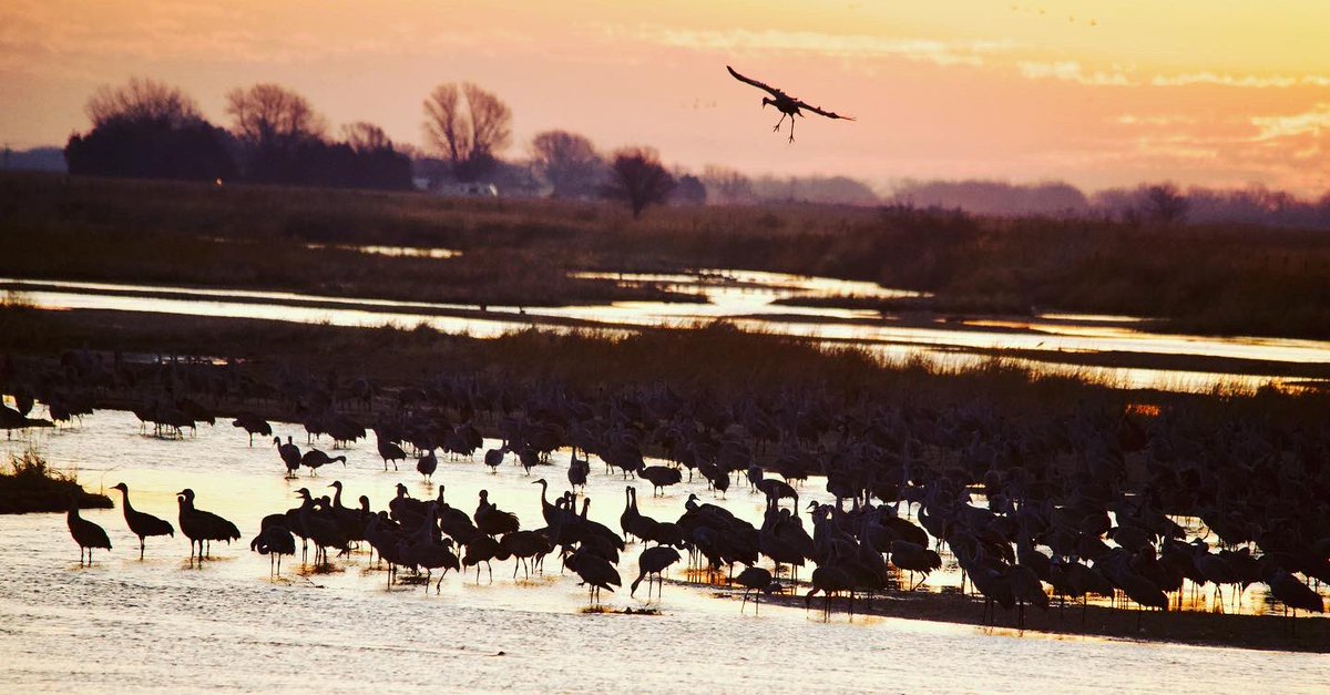 Happened upon sandhill crane migration in Nebraska today! First time seeing any bird in the thousands…. Maybe millions? more on that in 5. #nebraskaflyway #sandhillcranes #cranesinthesky #stilobirds #rowesanctuary #audubonsociety