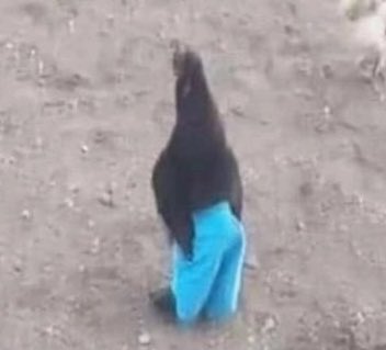 Adrián Benavides tweet media