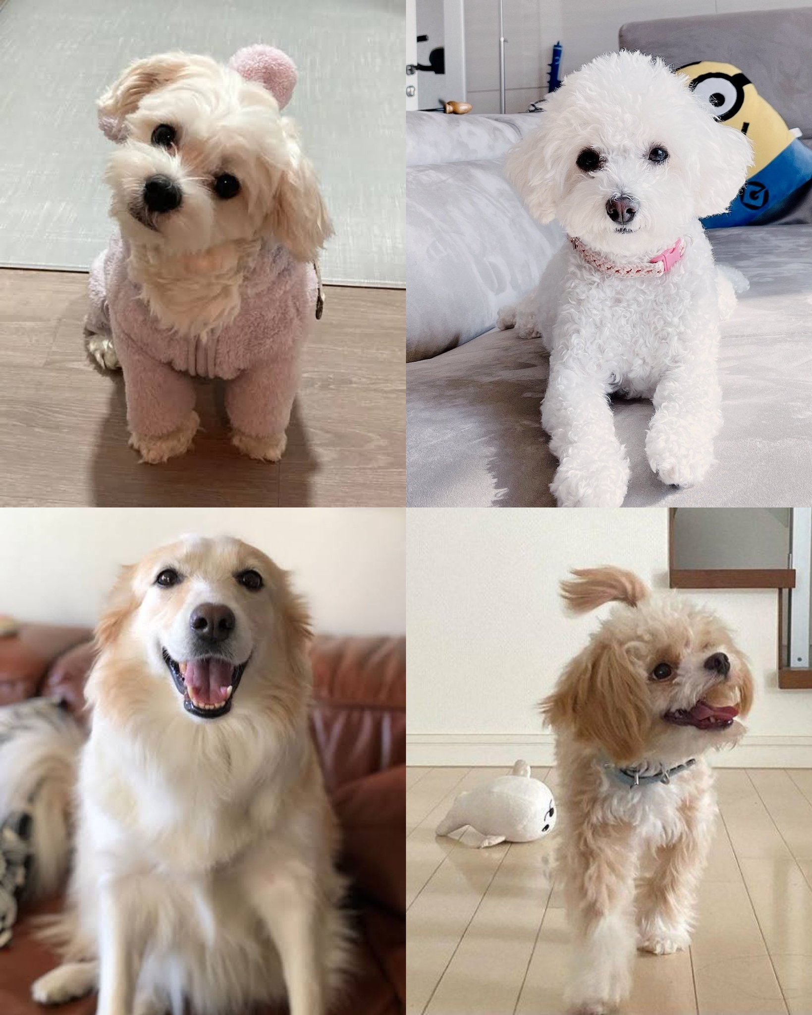 ⋆｡˚ iciel ☁︎ ˚｡⋆｡ on Twitter "happy national puppies day to our