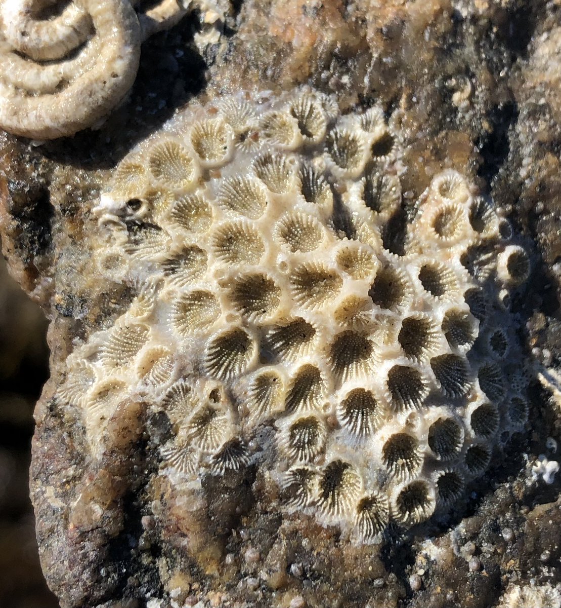 alesehunter's tweet photo. Some unique intertidal finds this sampling trip! https://t.co/sl0sjSKHk1