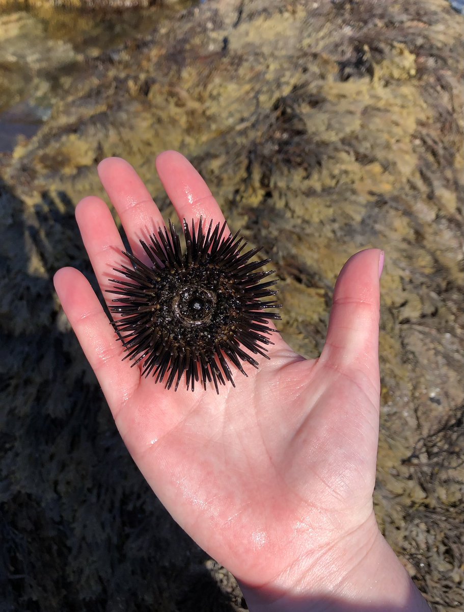alesehunter's tweet photo. Some unique intertidal finds this sampling trip! https://t.co/sl0sjSKHk1