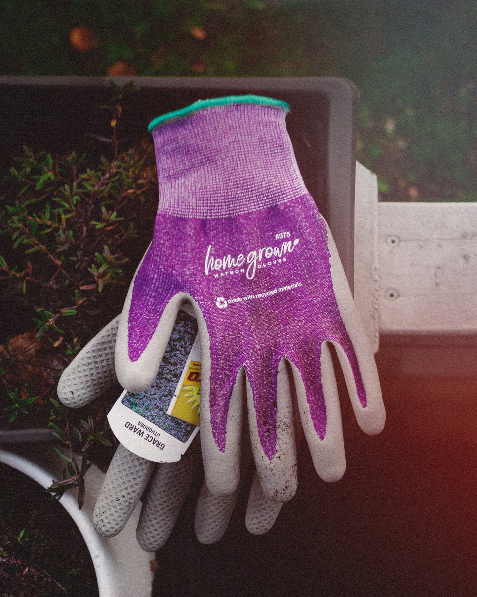 WatsonGloves's tweet photo. Who’s ready to get back into the garden!? Upgrade your gardening experience with our #Sustainable Homegrown™ gloves! ♻️🌻🌼🌷 #SpringIsHere #Gardening #WatsonGloves

🔗 https://t.co/ikVuhkH9Vy https://t.co/OMEB8AmNyc