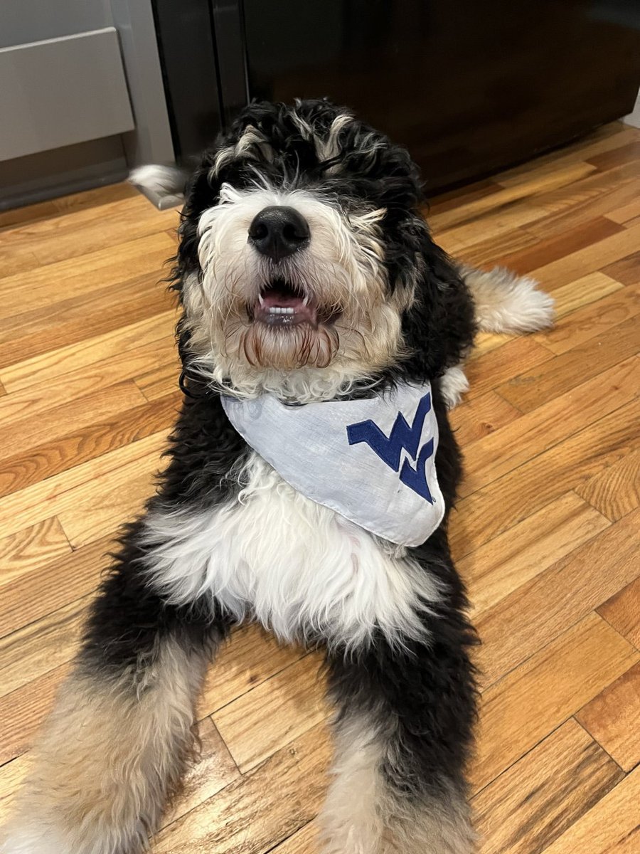 WVU Mountaineers · Let’s Go! tweet media