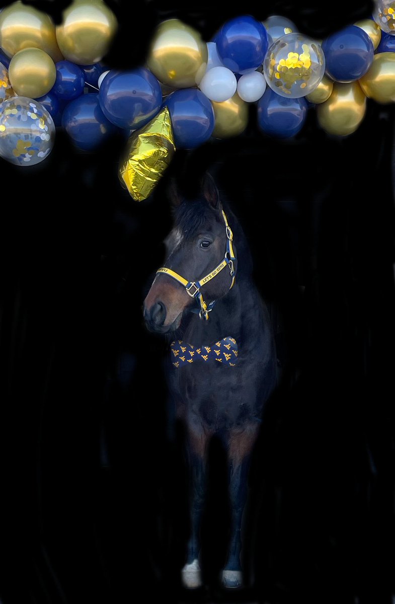 WVUEq's tweet photo. We shared too soon! This pic is too good not to share twice (3x, whoops!) and Lou is my favorite four legged hooved companion! #WVUDayofGiving #WVUEquine 
@WVUEq 
🐾 WVU Gear Pet Photo Challenge https://t.co/pynpH7UuI7