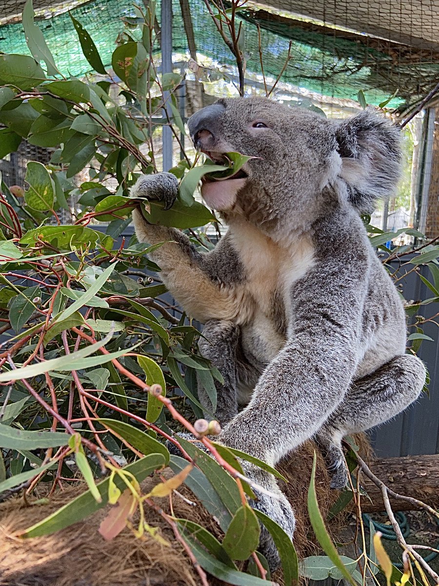 Happy National Eucalypt Day! Inverell Russell here agrees with ALL koalas...eucalyptus are the best! The National Eucalypt Day program aims to address the themes of tree breeding and genomics, primary education and public awareness. #NationalEucalyptDay #eucalypt #eucalyptus