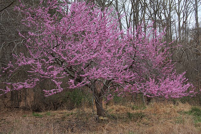 BuberryWorld's tweet photo. Red bud flowers and seed pods are not just edible but are delicious with the right timing!! Pick the seedpods while they are still young and tender and flowers after they start opening. #eatthetrees #flowerpower #wildforaging https://t.co/rbKewpvt6g https://t.co/U3AzlDK1m7
