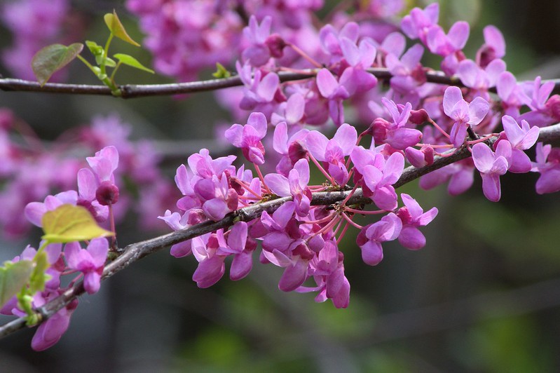 BuberryWorld's tweet photo. Red bud flowers and seed pods are not just edible but are delicious with the right timing!! Pick the seedpods while they are still young and tender and flowers after they start opening. #eatthetrees #flowerpower #wildforaging https://t.co/rbKewpvt6g https://t.co/U3AzlDK1m7
