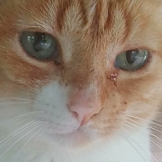 GDominadores's tweet photo. Encarada da Gatinha Luz.

Quando a gatinha Luz da a Encarada da Gatinha Luz, você fica impossibilitado de ser uma pessoa triste pelas próximas 48 horas. https://t.co/MTK323zsBE