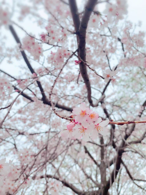 朝散歩してきたついでに桜を見に行きました〜お天気悪いのだけちょっと残念だったけど見頃の桜見れて満足(っ˘ω˘c ) 