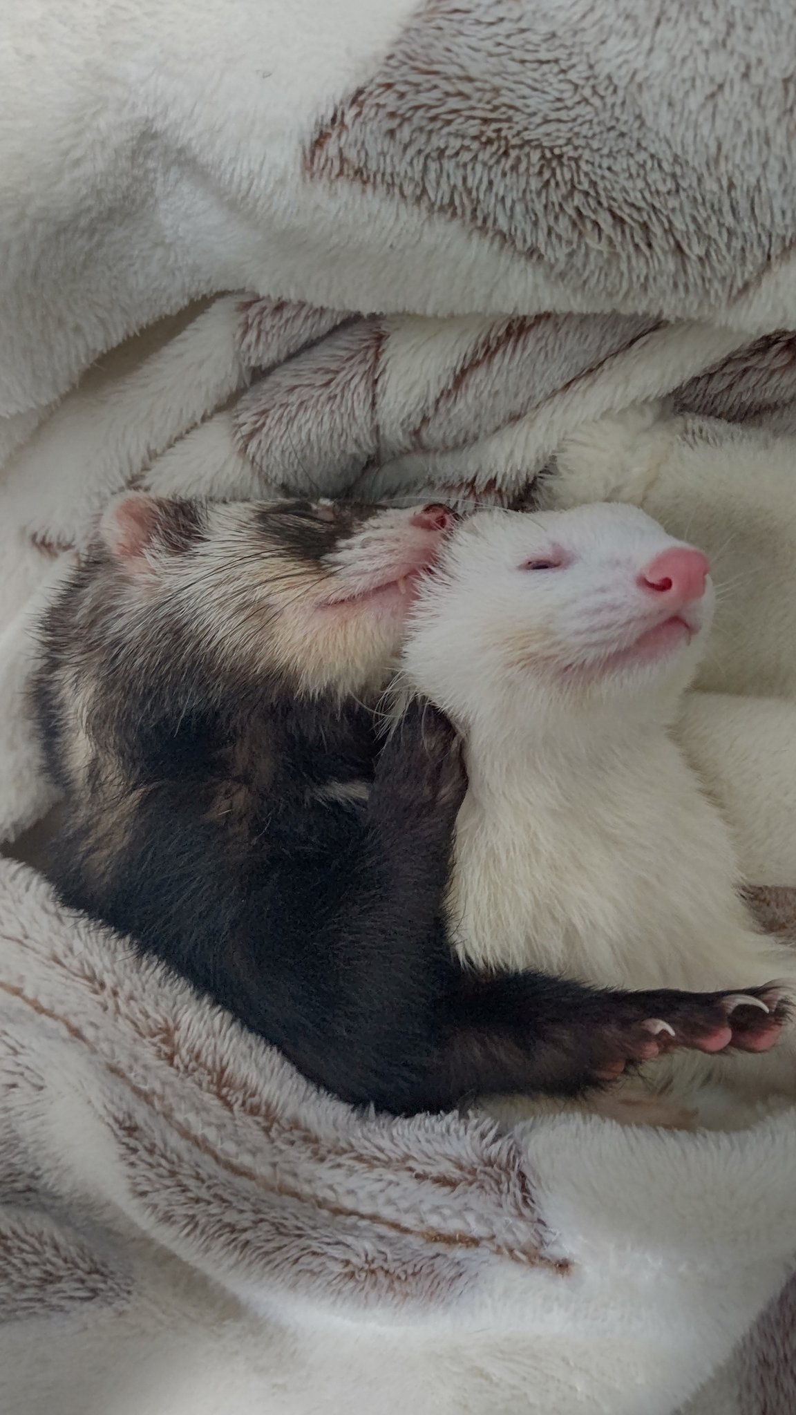 フェレット好き - অনুসন্ধান / X