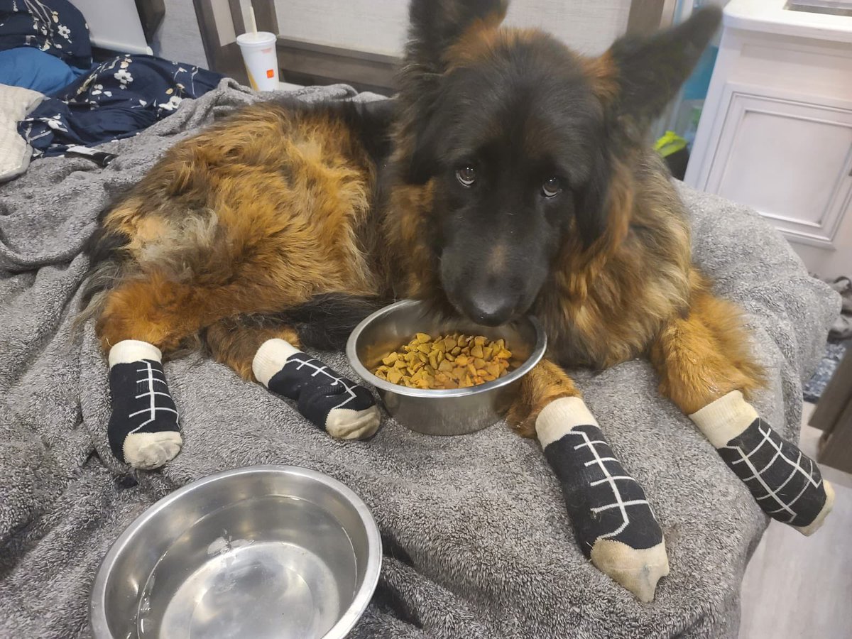 becomingnomads's tweet photo. #sadsack #GermanShepherd #allergydog #ihatemysocks #itsarufflife #fulltimervdog #camplife #nomaddog https://t.co/h1ZSzGNqJj