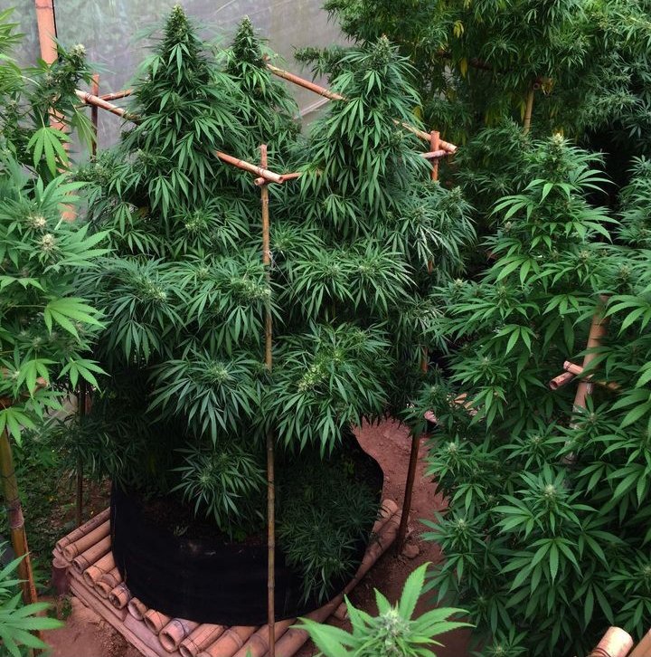 BIGQFARMS's tweet photo. Cherry Wine This plant is the most Sativa of the whole plantation. Her buds are huge and in my opinion she has the best terpenos los in the garden. https://t.co/JtZzaua0Px