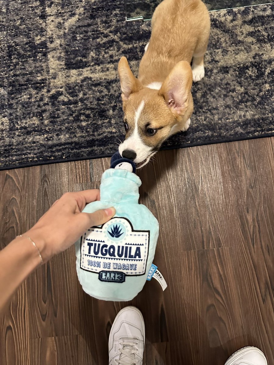 salmaxvale's tweet photo. Happy puppers 🫶🏼 https://t.co/fHNrSBb2fy