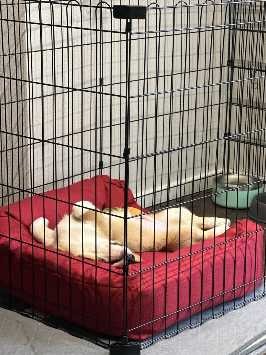 salmaxvale's tweet photo. Happy puppers 🫶🏼 https://t.co/fHNrSBb2fy