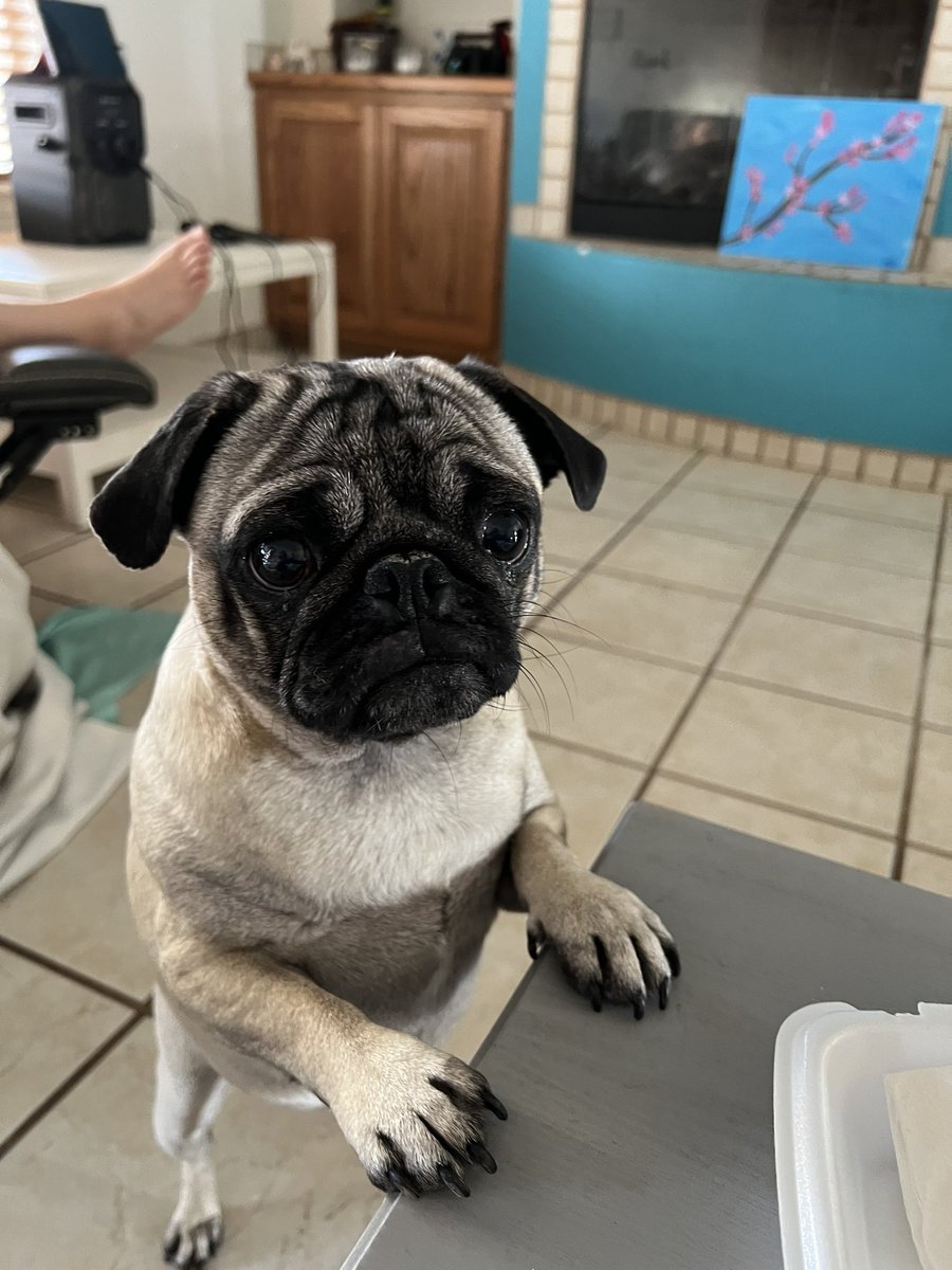 Pug Rip Lyla Pug- RIP General and Rosco 🌈 (@GeneralRoscoPUG) / Posts / X