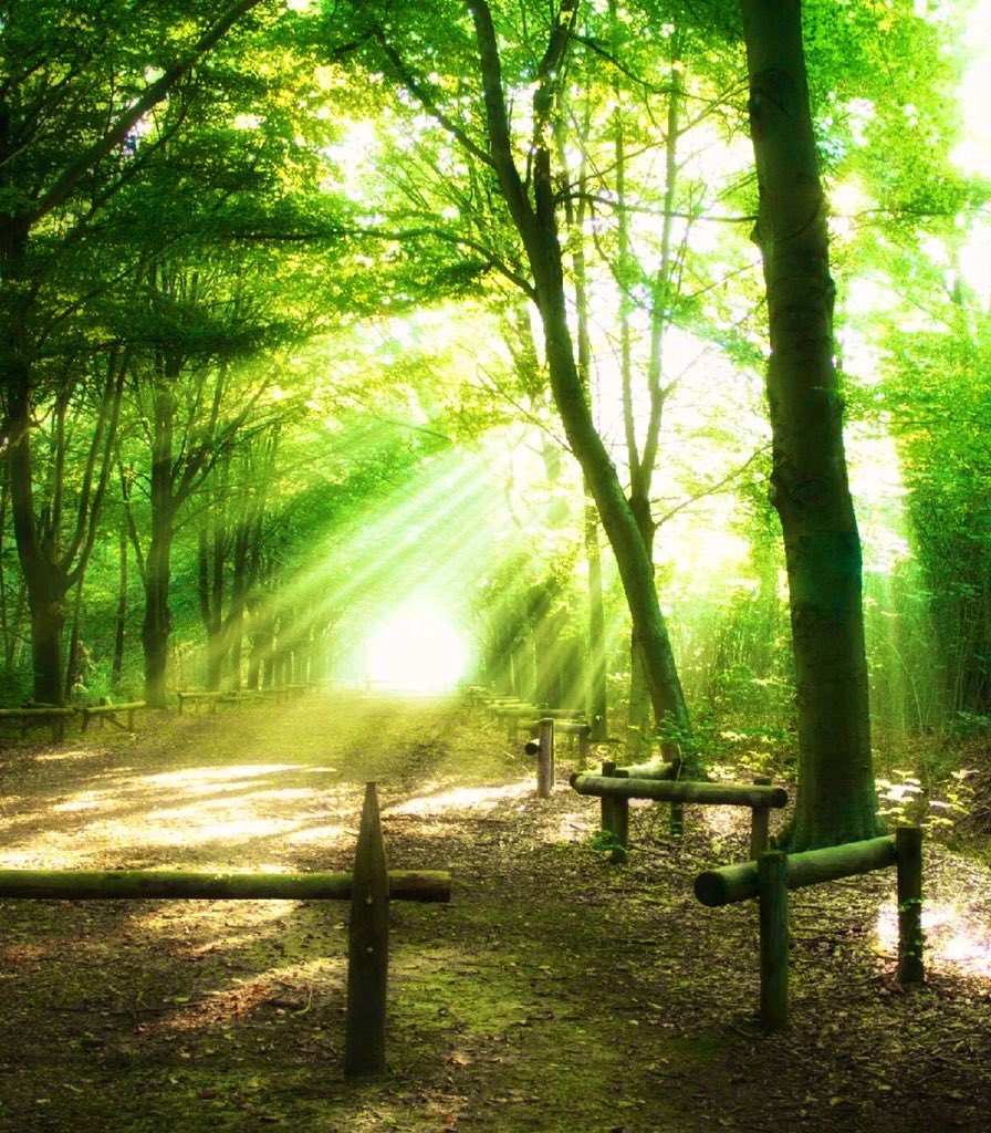 They gave me their good book saying it contained the words of god. I read it and felt absolutely nothing. So I went out into a forest that shined with the colors of lime. And beneath a liquid crystal cathedral like canopy, I felt a euphoric feeling — that words could not define.