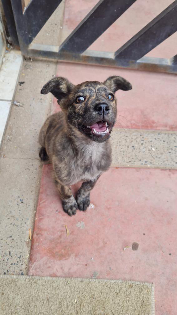 SofiaErro's tweet photo. FAMILIA,

Pasaron cosas y ahora tengo un rescatito en hogar temporal 🥹

Se llama COYOTA 💘 es hembra, aprox 3 meses y la entrego vacunada y desparasitada!!

Necesito que se adopte rápido para no estresar mucho a la Lula porque está enfermita, así que les agradezco su RT 🙏 https://t.co/s2gcPBdAJC