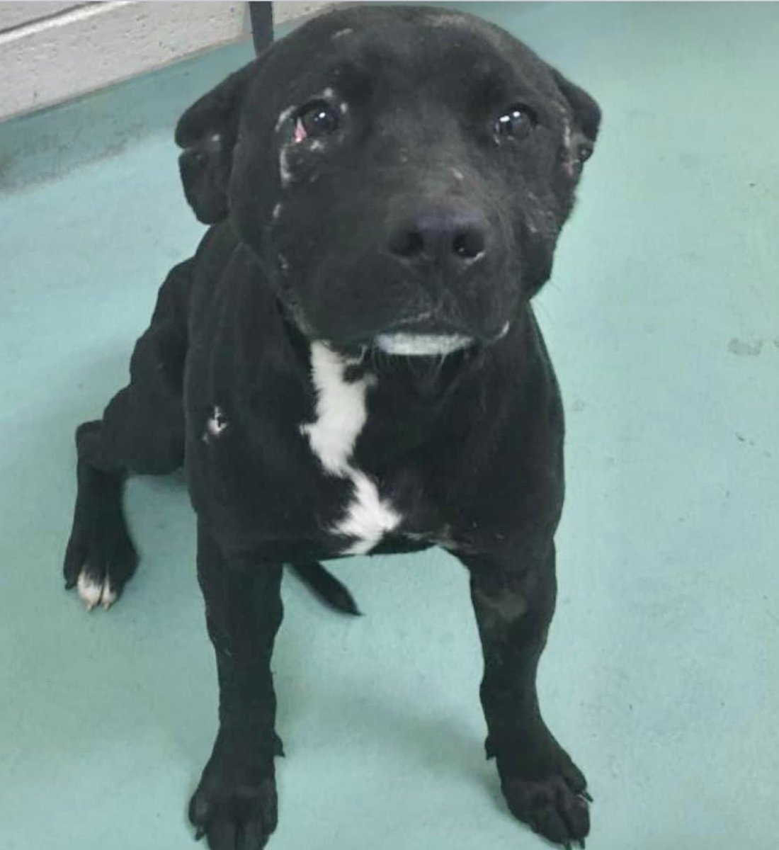 reddogsusie's tweet photo. #TN #MEMPHIS
💥ADOPTED 2/21-NOW FOUND STRAY💥
🆘Sandpiper 11mo A very friendly sweet pup who thought he had his happy new life-he looks so sad to be back at the shelter JUST A MONTH LATER💔He needs a hero fast! 🔹Adopt🔹Foster
🔹Rescue🔹Pledge #MASA20657
https://t.co/zbWbg4liZa https://t.co/Q3jPoWJHUg