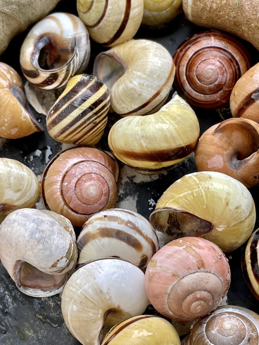 Banded snail shells….

Not only are these empty shells incredibly beautiful, but they also happen to be used as nests by one of my favourite solitary bees - the Red-tailed Mason bee (Osmia bicolor).
I live in hope that I might one day find this bee in Cornwall.