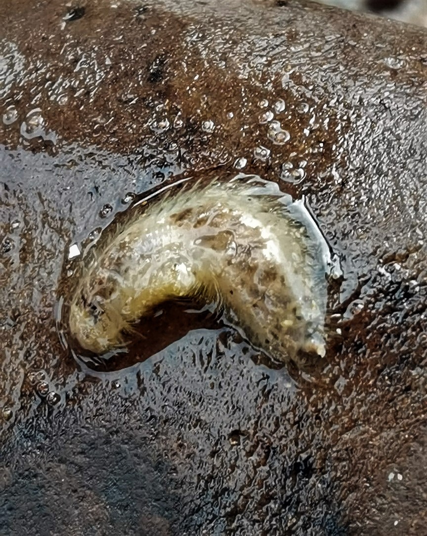 Highlights yesterday at Minehead with Somerset Shoresearch. Common Sunstar, Common Hermit Crab, Long-clawed Porcelain Crab, Sea Mouse.