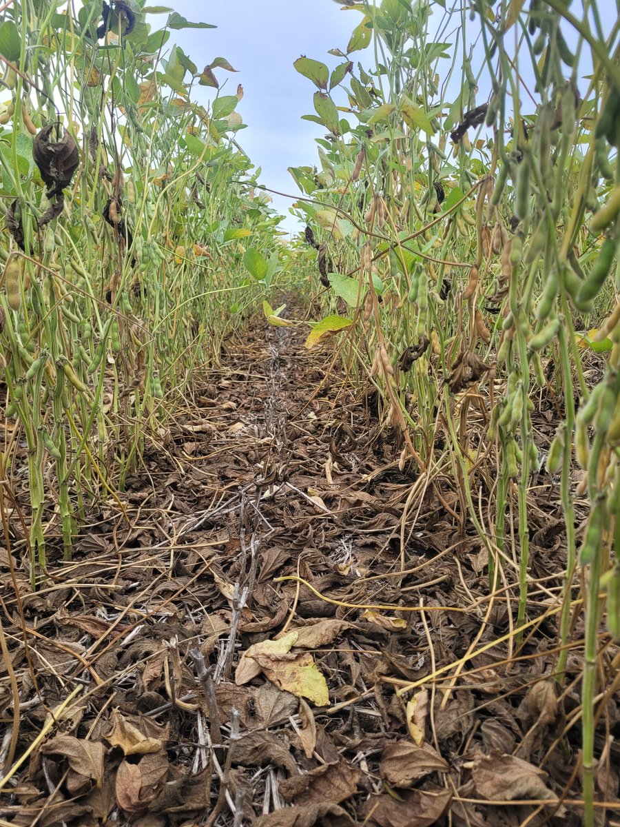 FascioliGabriel's tweet photo. Notable eficacia de #Plinazolin #Tekarium #Virantra a 40 días de la aplicación!!! Excelente control de #trips y #arañuelas 🕷 en #soja. Año complejo para mantener #sojasana
@Syngenta_ar https://t.co/rpsYX7Tqyv