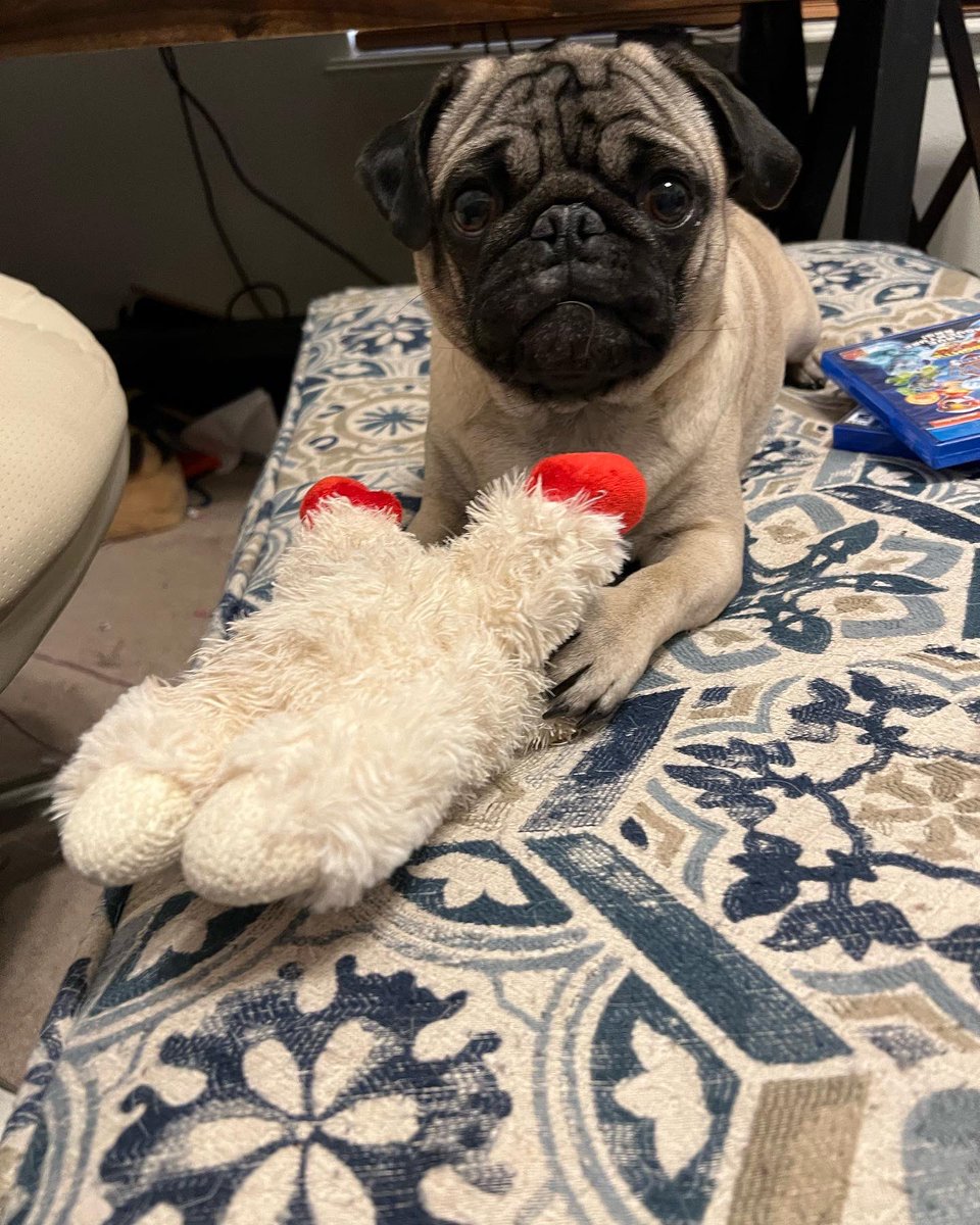 Pug Rip Lyla Pug- RIP General and Rosco 🌈 (@GeneralRoscoPUG) / Posts / X