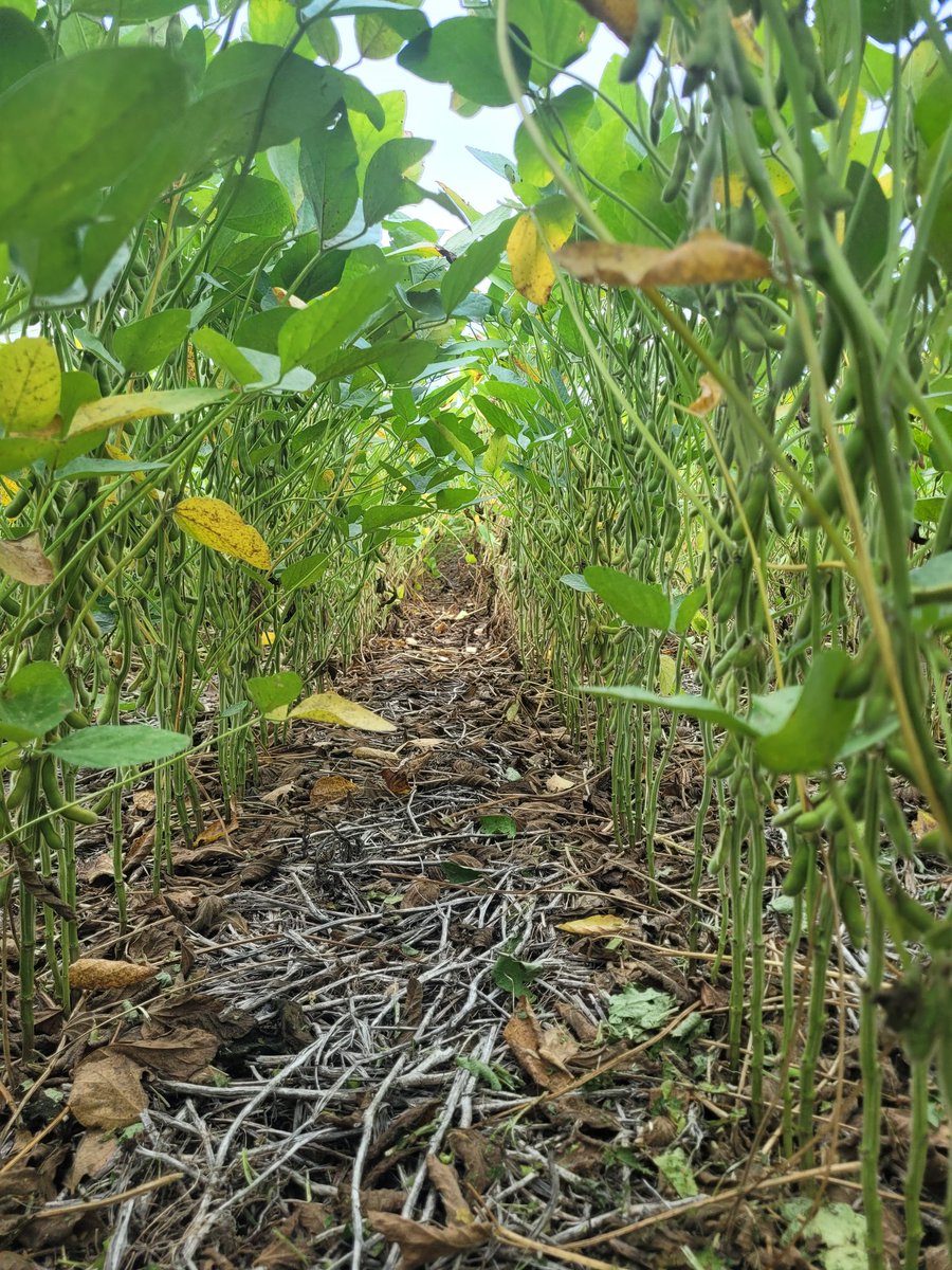FascioliGabriel's tweet photo. Notable eficacia de #Plinazolin #Tekarium #Virantra a 40 días de la aplicación!!! Excelente control de #trips y #arañuelas 🕷 en #soja. Año complejo para mantener #sojasana
@Syngenta_ar https://t.co/rpsYX7Tqyv