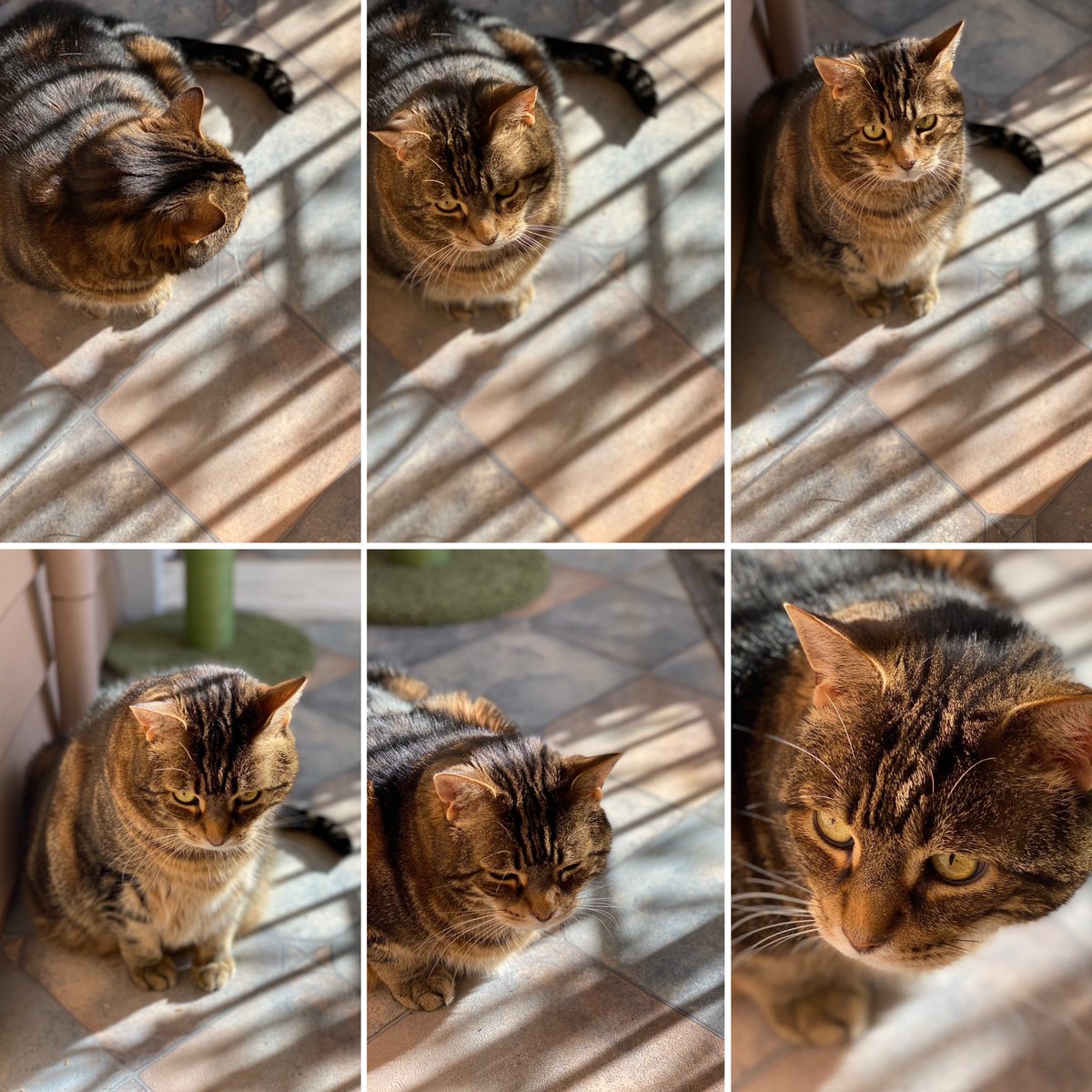 nora1710's tweet image. Enid enjoying some Thursday sunshine 🤎🐾 #enidslife #tabbygirl #insidecat #adoptdontshop