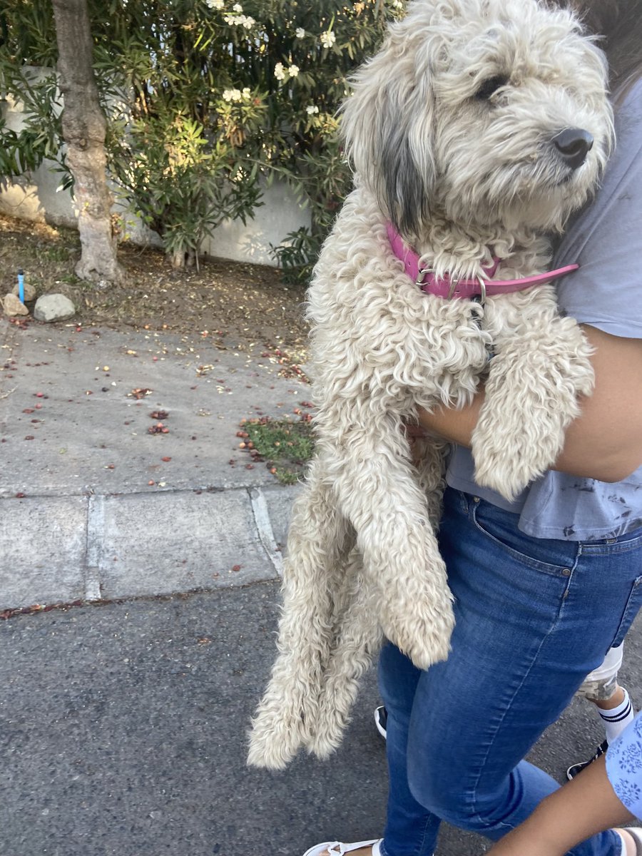 Fue adoptado el cachupin de la 1era foto😻. Pero aún quedan los otros 4 😭. 
Por favor ayudemos a sacarlos de la calle, los hogares temporales no alcanzan para todos y cada día vienen a botar nuevos perros. Los llevamos donde sea ♥️
