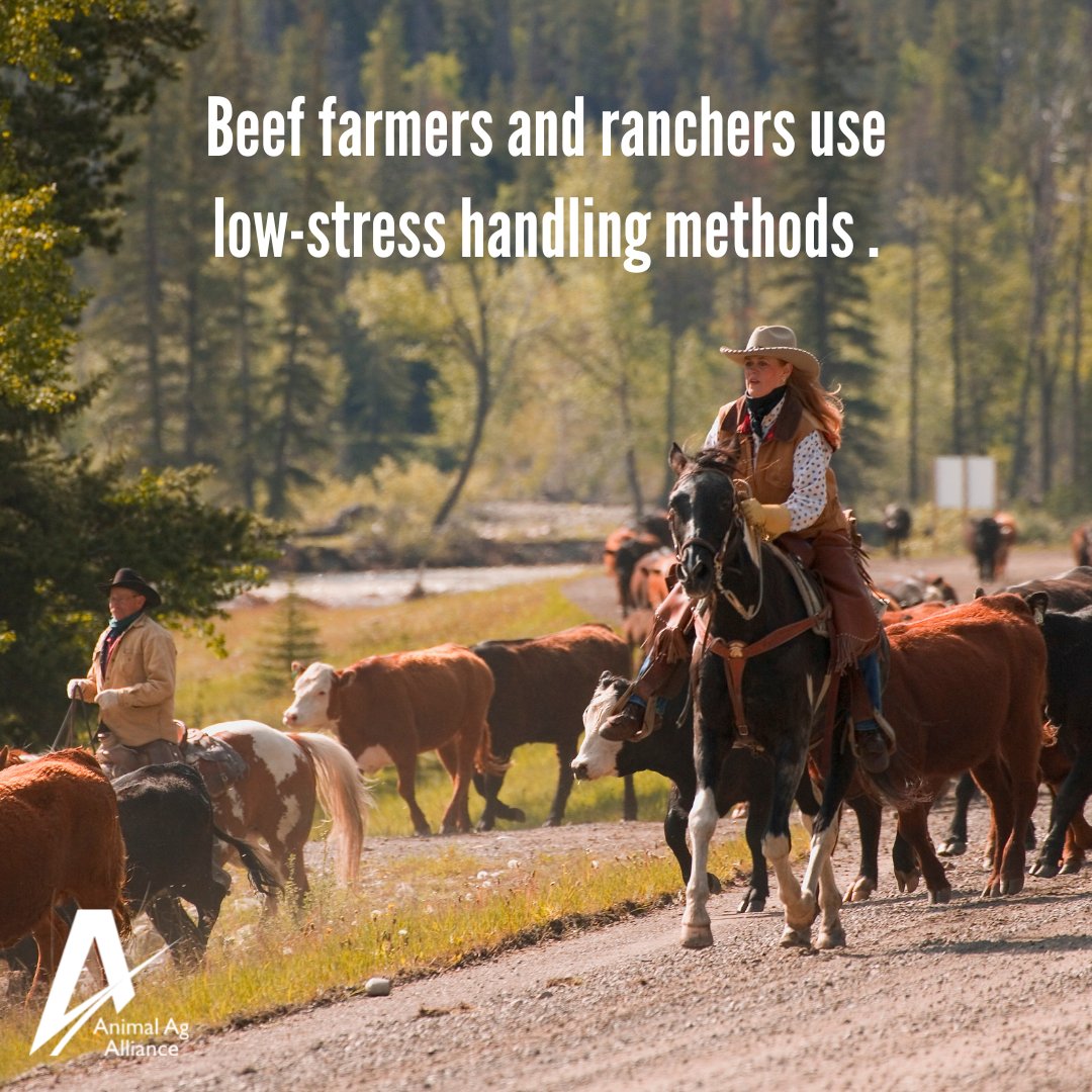 The beef community uses low stress animal handling to keep animals comfortable and relaxed. 🐮 These handling techniques are often coupled with accepted scientific knowledge to raise cattle in the best management and environmental conditions. bit.ly/2V4OTXs