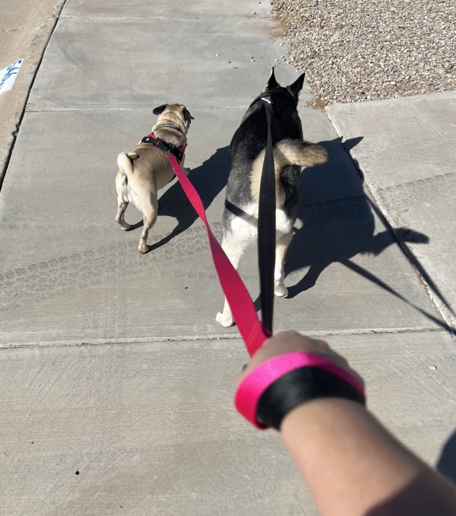Pug Rip Lyla Pug- RIP General and Rosco 🌈 (@GeneralRoscoPUG) / Posts / X