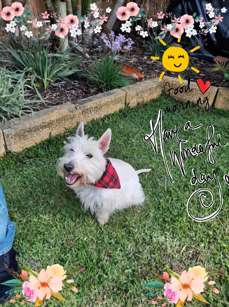 Maggie60310325's tweet image. Good morning bootiful frens. Have a great day/night wherever you are 🌏🌍🌎❤️ Please be kind, compassionate &amp;amp; helpful. Stay safe. Look after each other. I love you all, fanks for being my fren. 🙏🐾🦋🌷😊🤗😍😘🥰💖💕💝💞❤️💜💛💙💚🧡sorry if not reply to u this morning luv u 🙏❤️