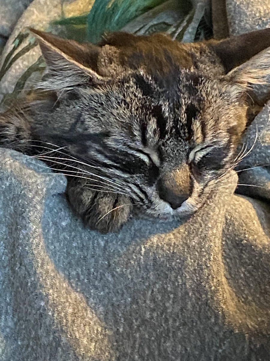 beck_untitled's tweet photo. @Awritesinger My brother named her Sergeant Meowinstein but I call her Sargento Cheese or Lil Gremlin https://t.co/uxoPVCVwv2