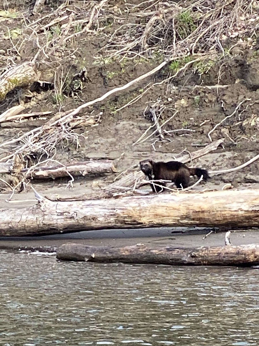 Oregon Department of Fish and Wildlife (@myodfw) on Twitter photo Wolverine sighted along Columbia River near Portland - dfw.state.or.us/news/2023/03_M…
📸 Provided by <a href="/Cascadia_Wild/">Cascadia Wild</a> Wolverine sighted along Columbia River near Portland - dfw.state.or.us/news/2023/03_M…
📸 Provided by <a href="/Cascadia_Wild/">Cascadia Wild</a>
