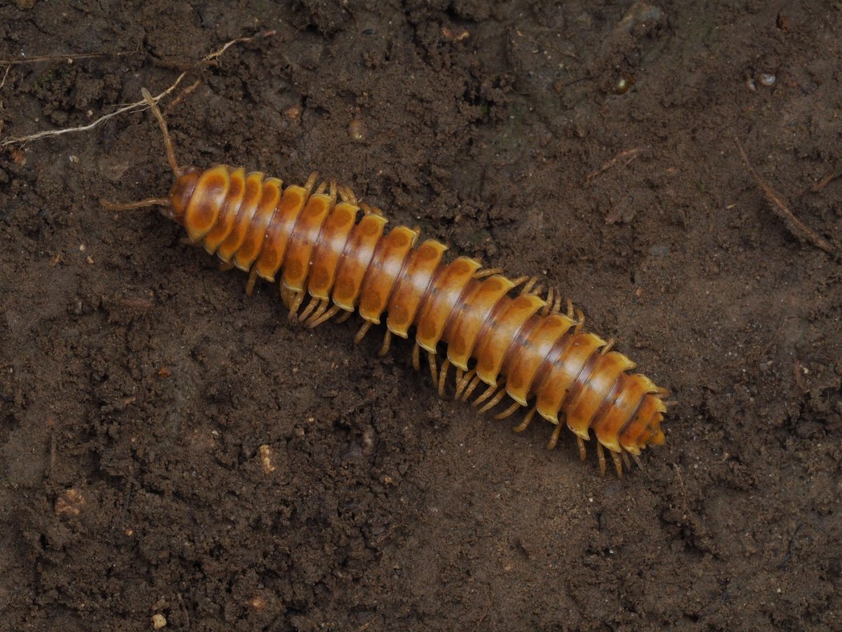 Hyleomillipede's tweet photo. 沖縄島のアマビコヤスデ類 https://t.co/uqVrNMa7eC
