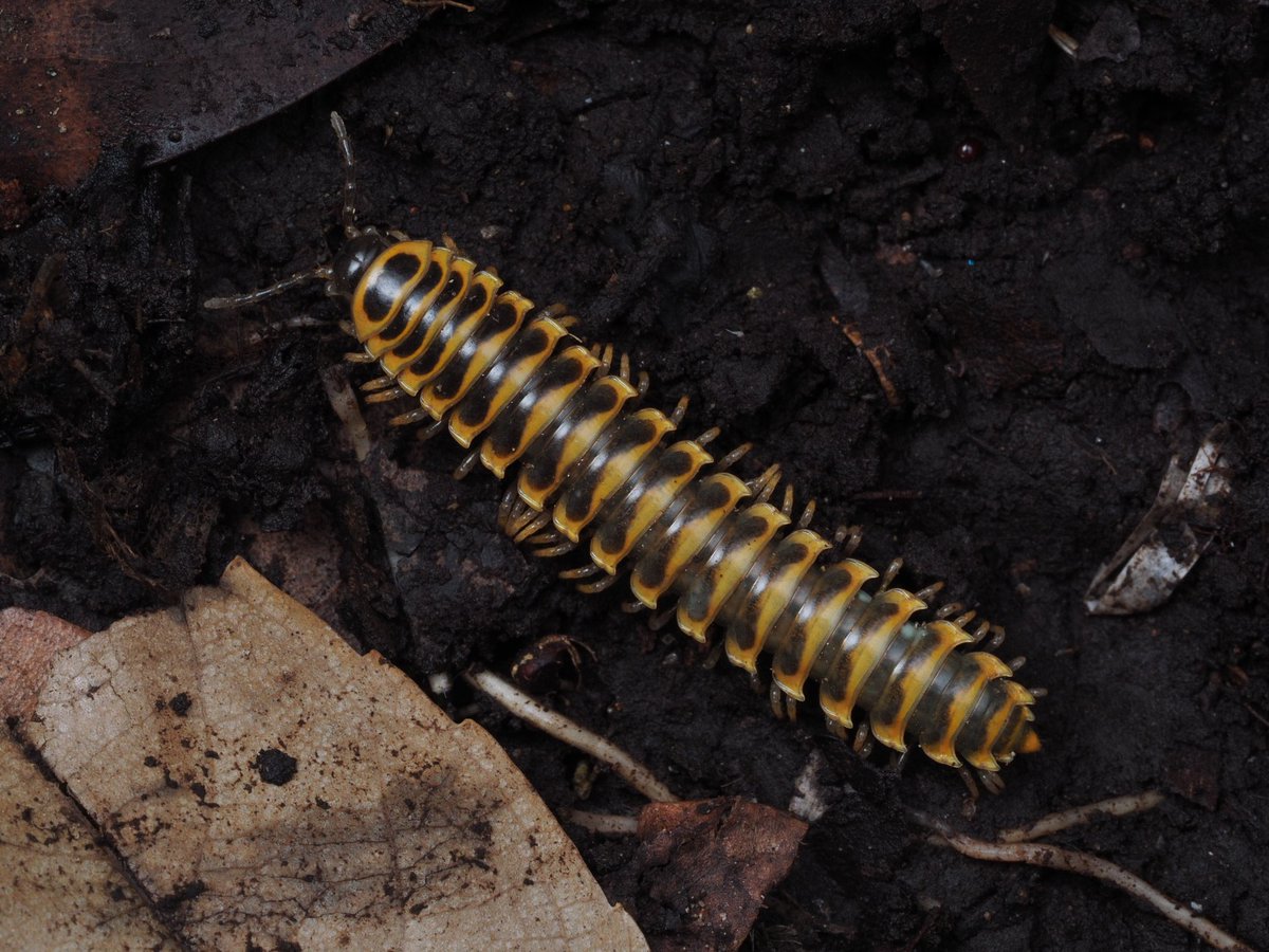 Hyleomillipede's tweet photo. 沖縄島のアマビコヤスデ類 https://t.co/uqVrNMa7eC