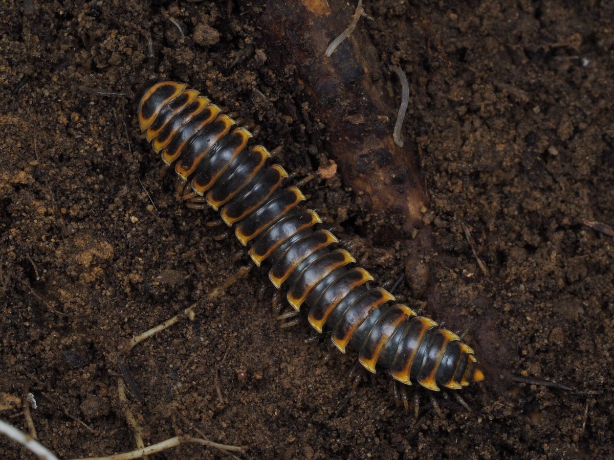 Hyleomillipede's tweet photo. 沖縄島のアマビコヤスデ類 https://t.co/uqVrNMa7eC