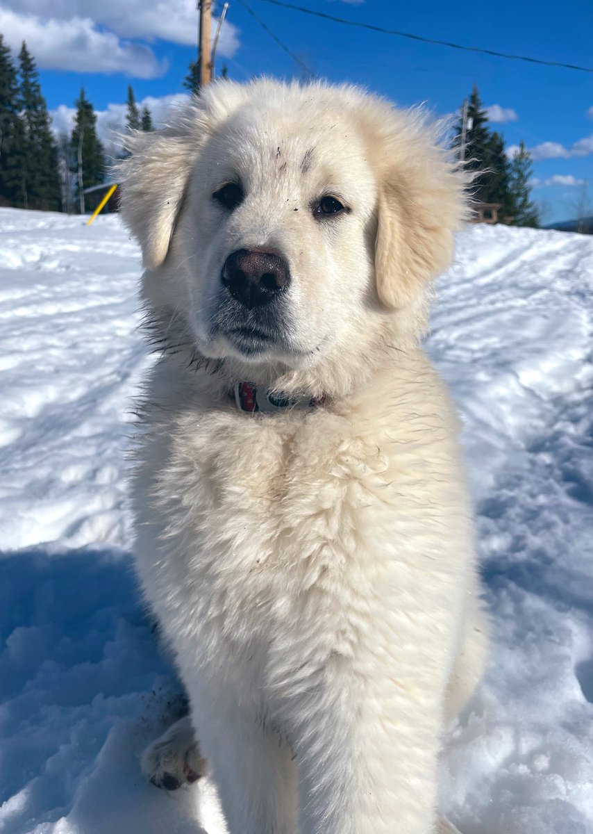 GoodDayShaMae's tweet photo. It’s definitely a good day for Sha-Mae!

#mudlife #digginholes #gooddayshamae #goodday #maremma #farmlife #farmdog https://t.co/aw6G4vQ18e
