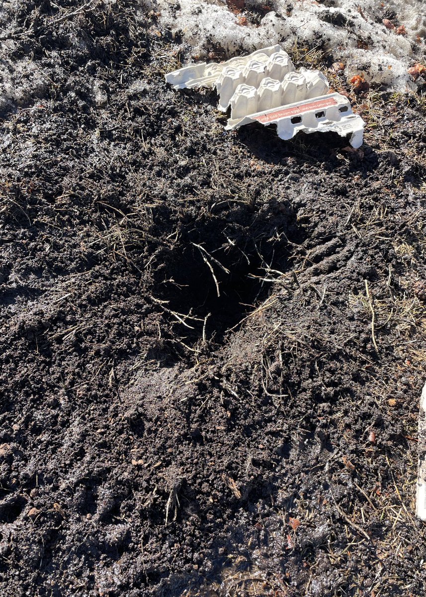 GoodDayShaMae's tweet photo. It’s definitely a good day for Sha-Mae!

#mudlife #digginholes #gooddayshamae #goodday #maremma #farmlife #farmdog https://t.co/aw6G4vQ18e