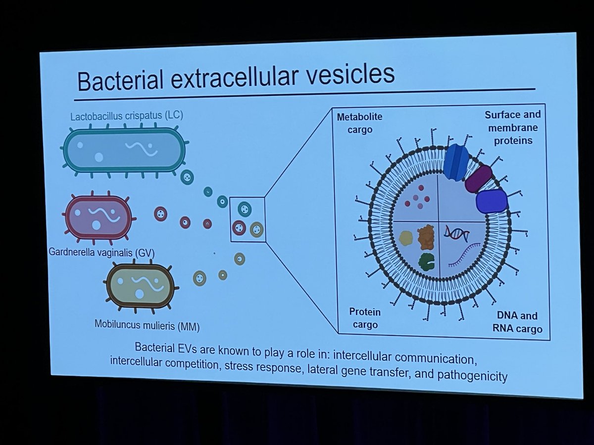 clairetroberts's tweet image. Great talk from @andrea_j0seph from @DocElovitz lab Bacteria shed EVs too big implications for bacterialvaginosis &amp;amp; potentially preterm birth #SRI2023 @SRIWomensHealth @ReproductionSRB @mypsanz @IFPA_Official @ANZPRA1
