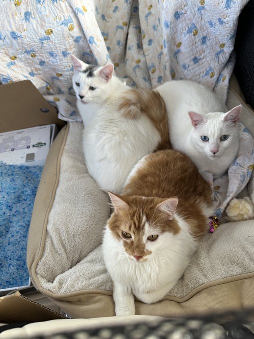My cats have been handling this multi day road trip beautifully, took this while stopped eating lunch